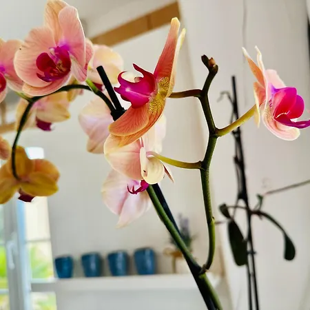 Vista Mar * لا باريد