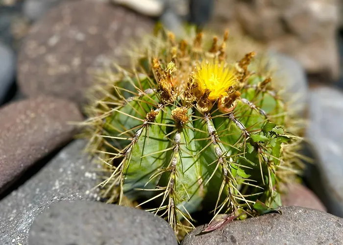 فيلة Vista Mar *